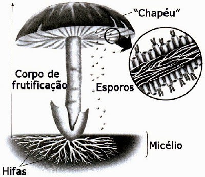 Resultado de imagem para cogumelo estrutura